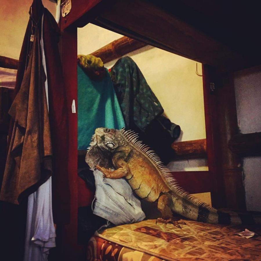 My Little House Surf&Backpacker Hostel Montañita Extérieur photo